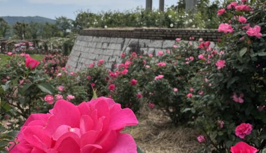 ウン十年振りの鹿屋バラ園へ～GW編～